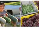 Person holding four large green melons by pickup; bins of asparagus and red leaf lettuce