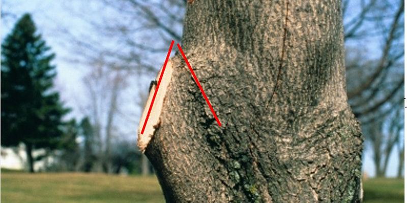 Tree trunk with a recently cut branch showing an angled triangular pruning wound marked by red lines