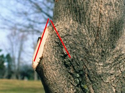 Tree trunk with a recently cut branch showing an angled triangular pruning wound marked by red lines