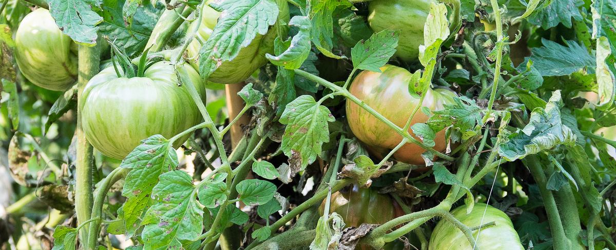 Large Tomatoes growing on vine
