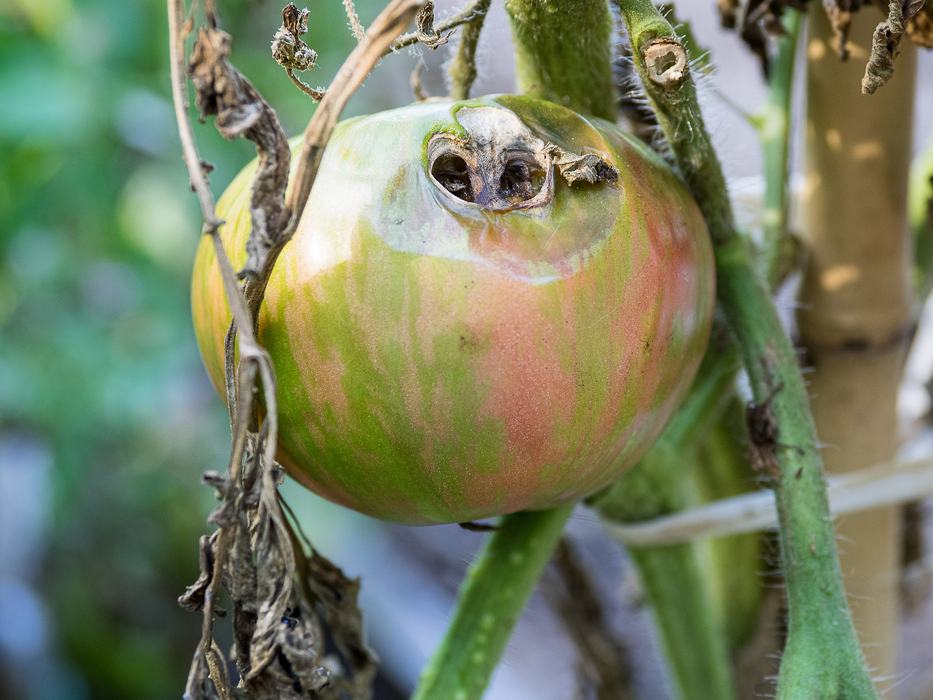 tomato with wilt and rot