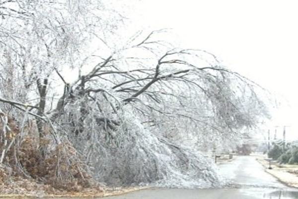 Tree limbs broken and bent with ice