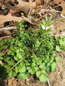 image of hairy bittercress