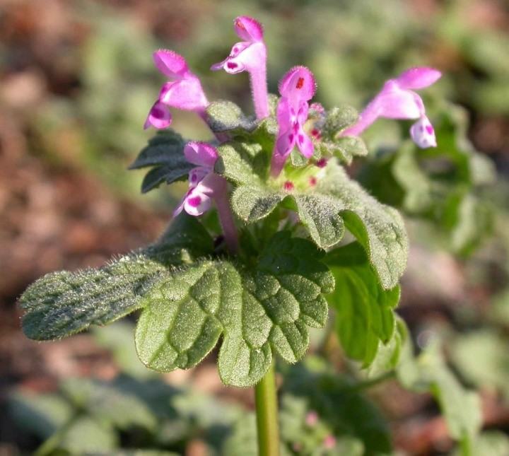 image of henbit leaf and flower
