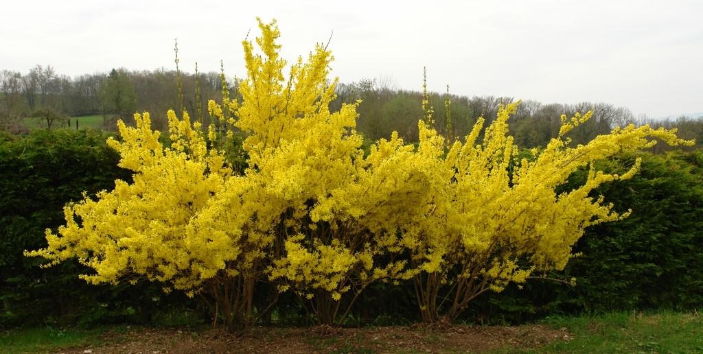 image of forsythia