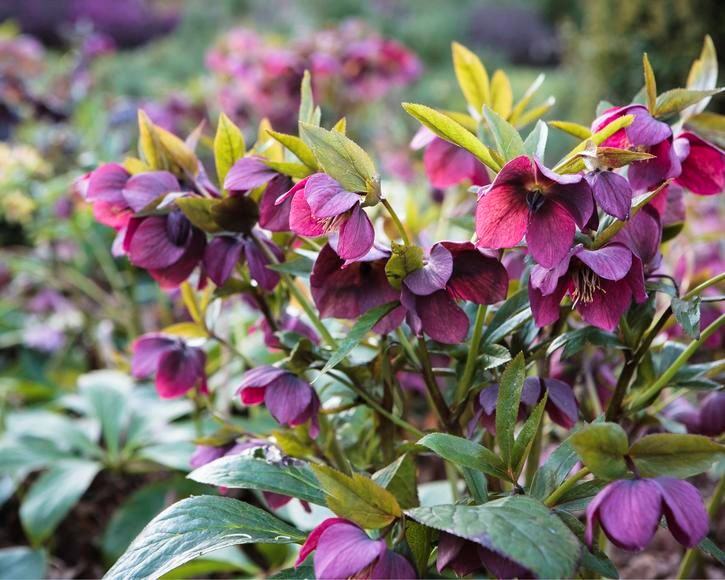 image of helleborus