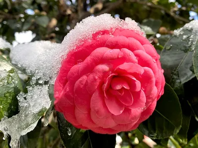 image of a camellia