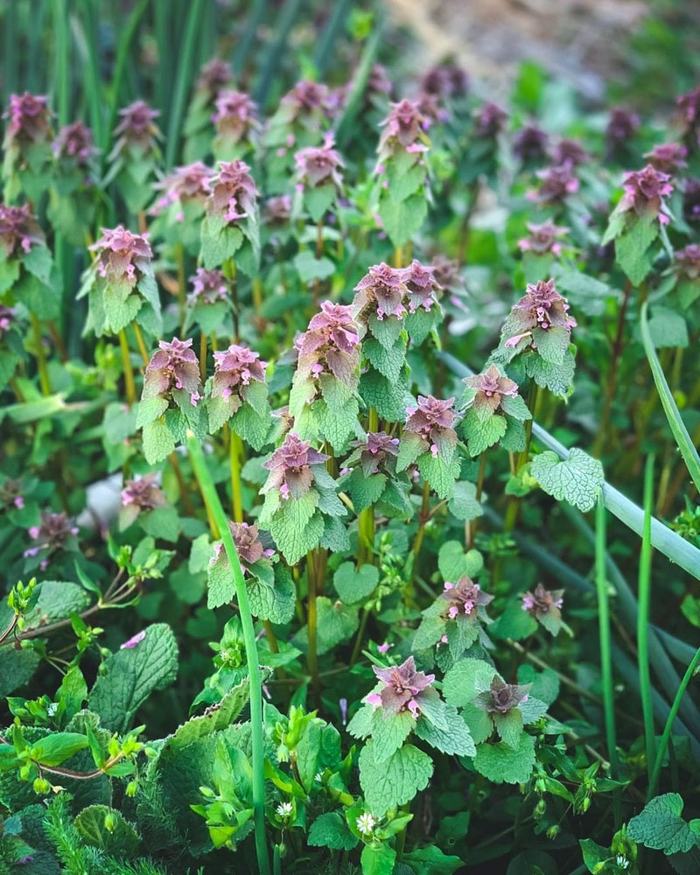 image of dead nettle