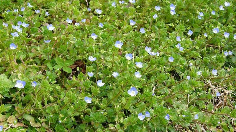 image of Persian speedwell