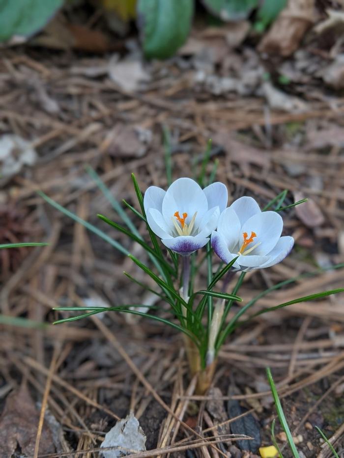 image of crocus