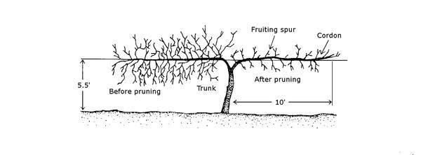 image of how to prune muscadines