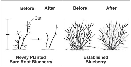 image of how to prune young blueberries