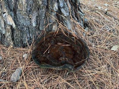 Large dark bracket fungus (conk) at base of pine tree amid fallen pine needles; text "Jami Hooper/NCSU"