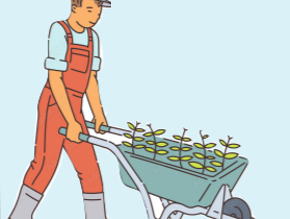 Gardener pushing a wheelbarrow filled with small seedling plants