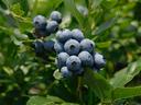 Cluster of ripe blueberries on a leafy bush