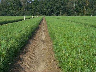 pine seedlings
