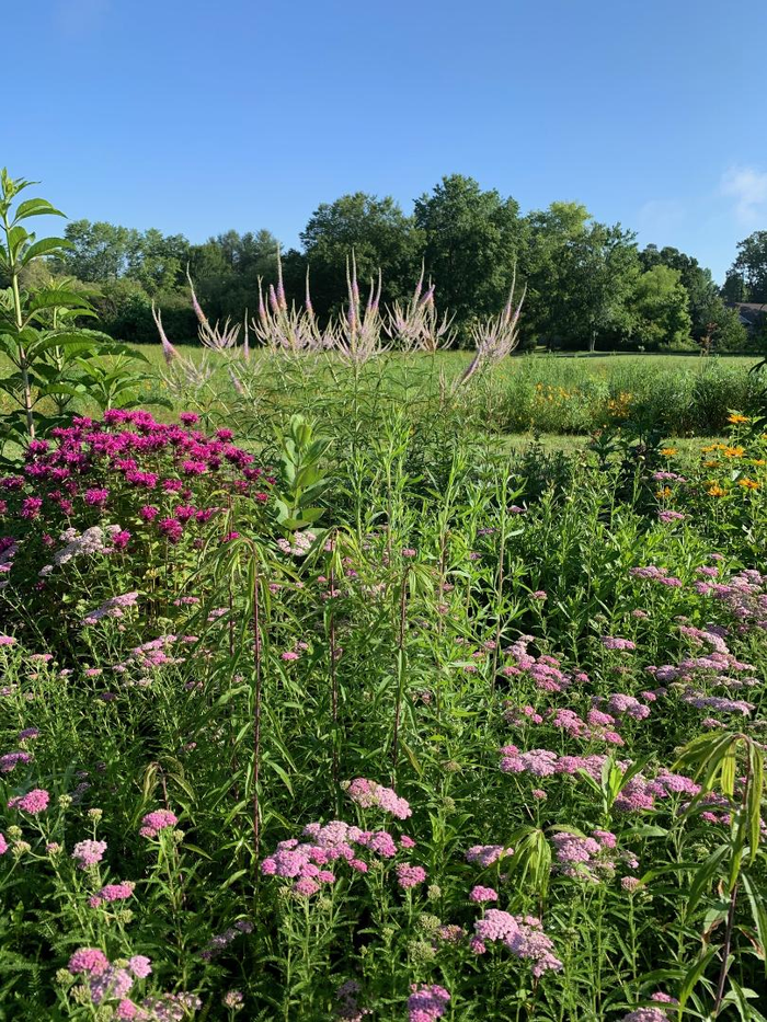 pollinator plants