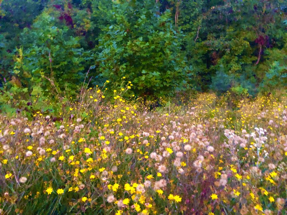 pollinator meadow