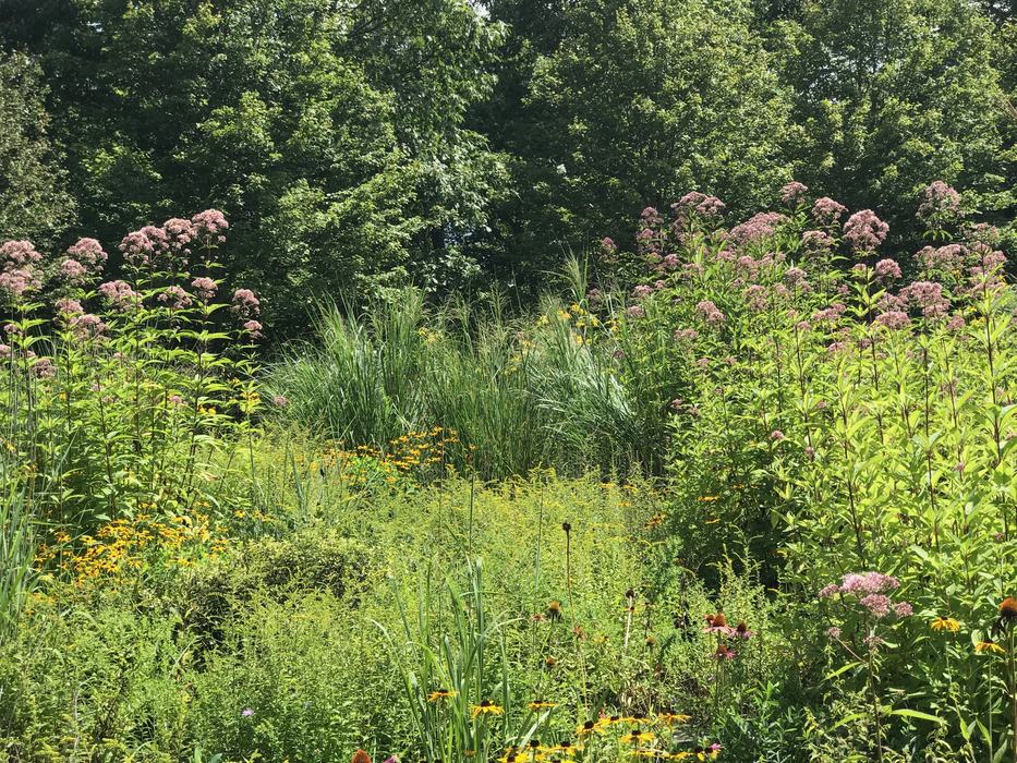 pollinator meadow