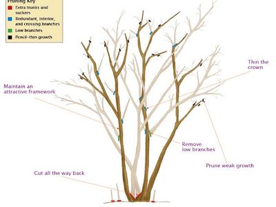 image of how to prune bushes