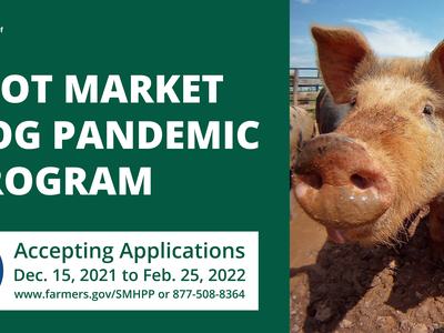 Hogs in a pen beside USDA text: "Spot Market Hog Pandemic Program" — Accepting applications Dec 15–Feb 25, 2022