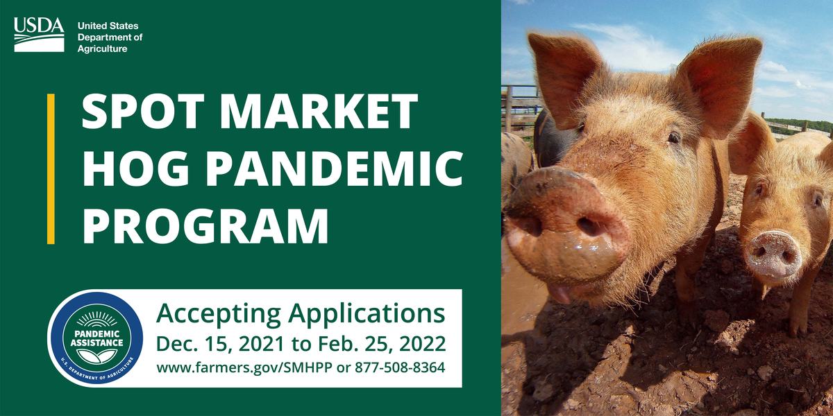 Hogs in a pen beside USDA text: "Spot Market Hog Pandemic Program" — Accepting applications Dec 15–Feb 25, 2022