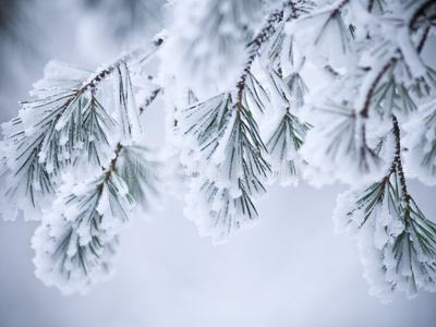 Pine branches with needles coated in snow and frost