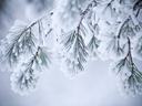 Pine branches with needles coated in snow and frost