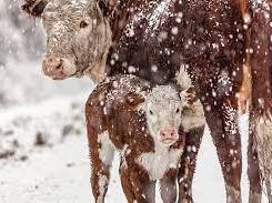 Cow with newborn calf at udder standing in falling snow