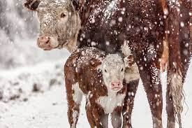 Cow with newborn calf at udder standing in falling snow
