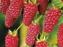 tayberries