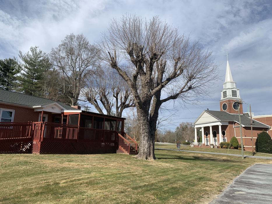 topped tree in a backyard