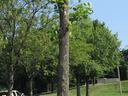 Tree trunk with new green shoots sprouting from its top in a parking lot