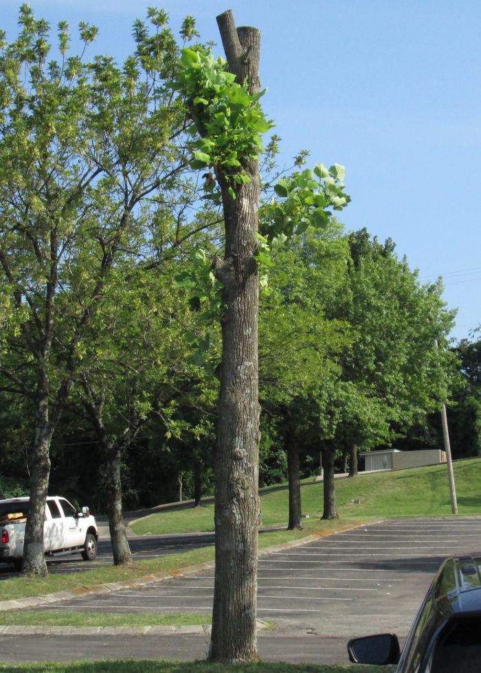 Tree trunk with new green shoots sprouting from its top in a parking lot