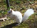 white squirrel