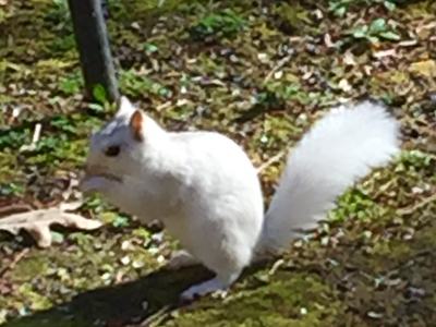 white squirrel
