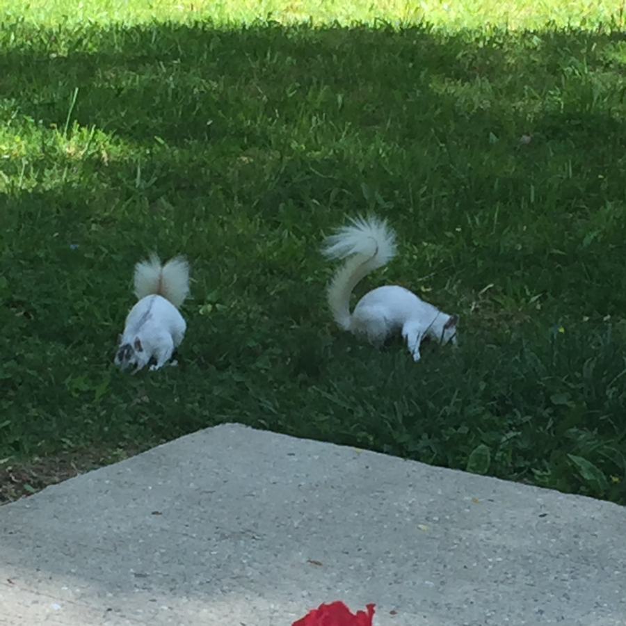 white squirrels