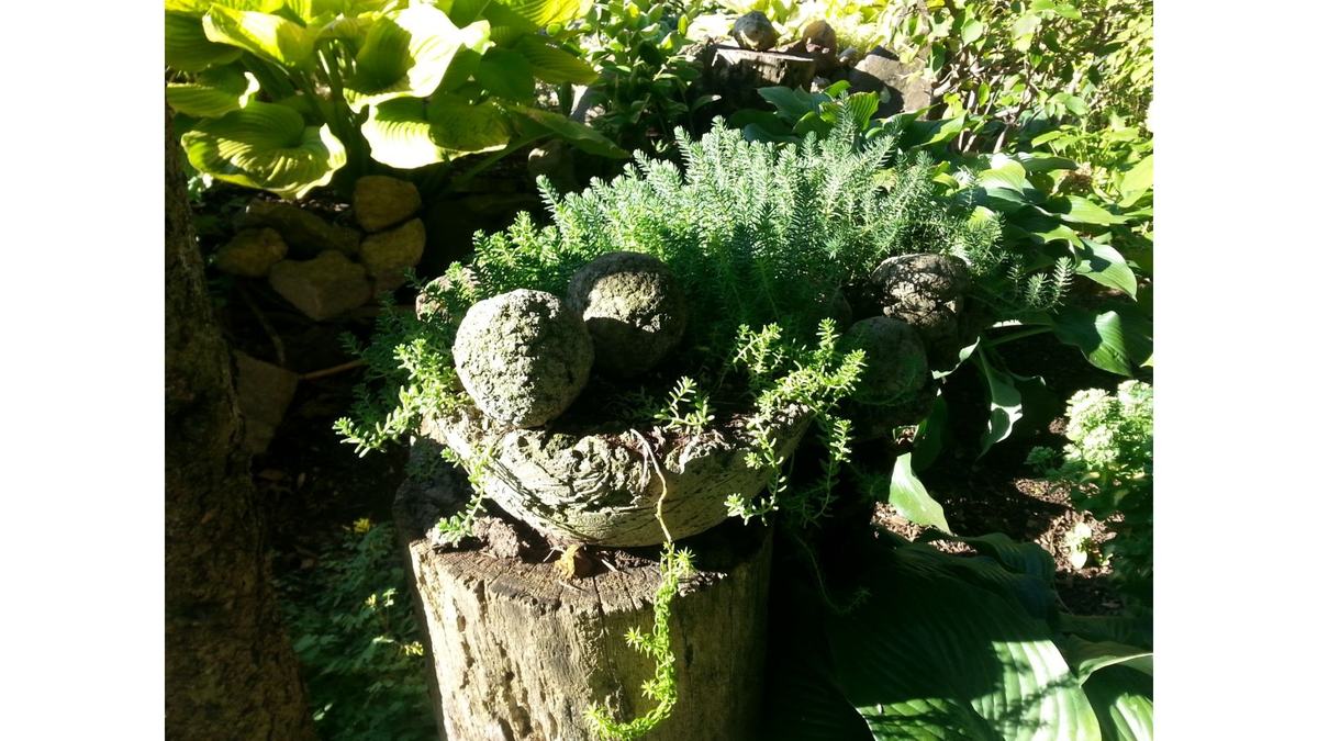 plants in hypertufa planter
