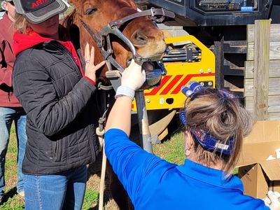 Horse restrained with dental speculum while two people perform an oral examination outdoors