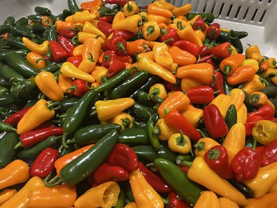 Pile of green jalapeños and small red, orange, and yellow sweet peppers