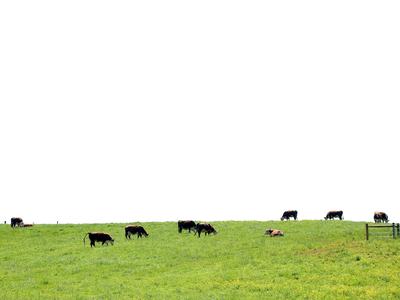 Cows grazing in pasture