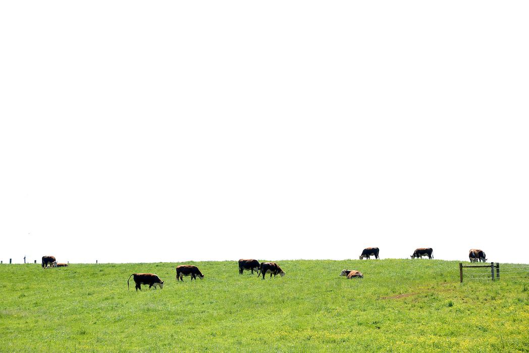 Cows grazing in pasture