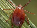 Asian Longhorned Tick