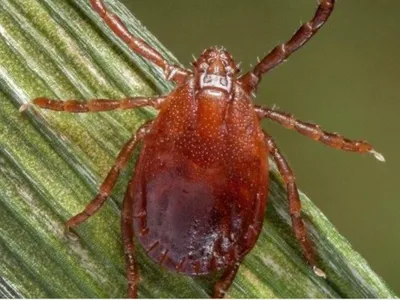 Asian Longhorned Tick