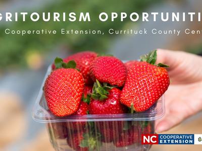container of strawberries advertising Agritourism Opportunity
