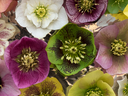 Assorted hellebore flowers in varied colors, arranged flat and viewed from above