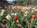 Red tulips and white daffodils in garden bed with greenhouse in background