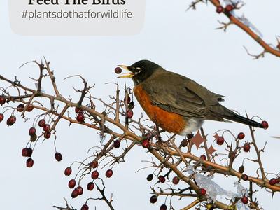 Birdd eating Berries