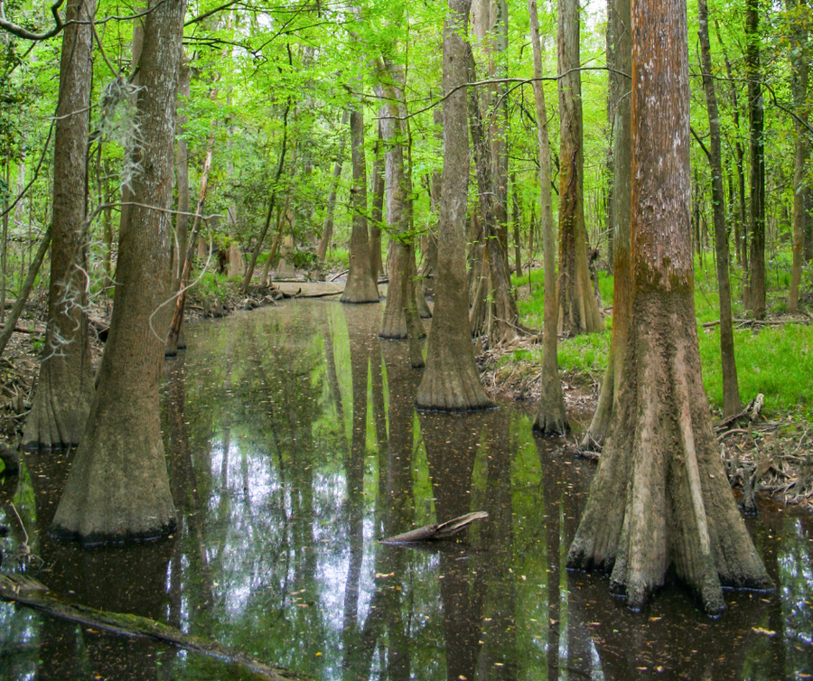 Swamp with Trees
