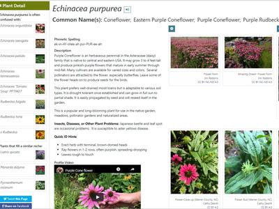 Screenshot of purple coneflower profile from the Plant Toolbox